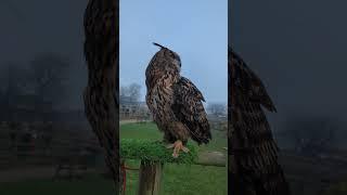 Meet Coolio beautiful owl# animals#cute