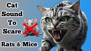 Cat Sounds To Scare Mice | Sound Rats Hate