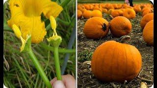 HAZ ESTO Y Tendrás Mas CALABAZAS o ZAPALLOS || La Huertina De Toni