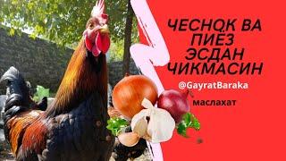 Зарур Эслатма Товукларга яна уша Пиез ва Чеснок @GayratBaraka маслахат