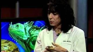 Dr. Laurie Hess with a Uromastyx Lizard