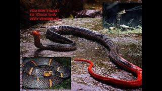 Most Venomous Snakes you will find in Vietnam