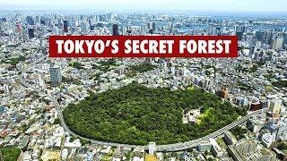 Tokyo's SECRET Forest | 100% Nature Without Leaving The City