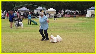 2022-03-05 - Toy Poodle Society of Victoria Show (Group 7 Group Special)