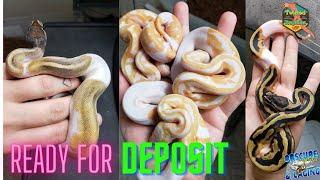 Reptiles For Sale