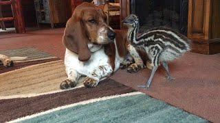 Baby Emu Playing With Basset Hounds || ViralHog