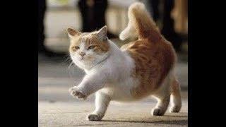 Funny cats doing outrageous gymnastic stunts