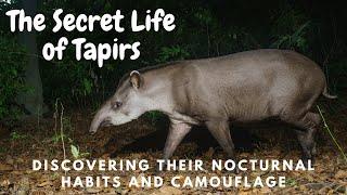 Animal tapiear | Wild tapirus | Wild tapiear | Tapirus | Tapir