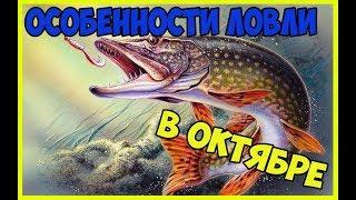 Как и на что  ловить  щуку в октябре , секреты ловли щуки в октябре