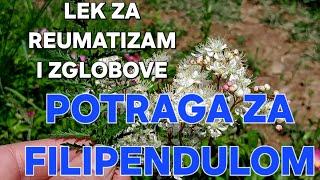 LEK ZA REUMATIZAM I ZGLOBOVE-Potraga za Filipendulom!