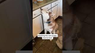 Husky teaching Samoyed puppy how to howl  #snowdogs