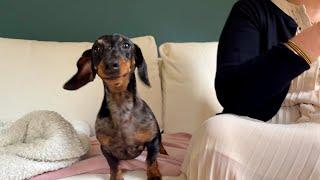 MINI DACHSHUND IS A VERY STRANGE DOG