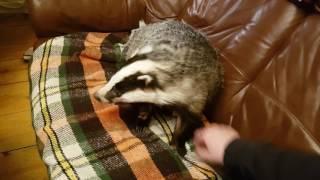 A Badger on the sofa!