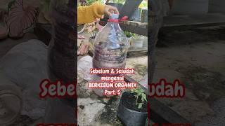 SEBELUM & SESUDAH MENGENAL BERKEBUN SECARA ORGANIK PART 5