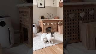 New rug for the bunny room  Indoor Rabbits | Free Roam Bunny | Rabbit Set Up