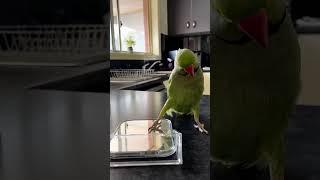 Adorable Parrot Plays Peek-a-Boo With Themselves!