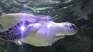 Морская зеленая черепаха (Chelonia mydas)