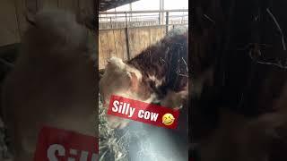 Silly cow #shorts #viral #farmlife #funnycowvideo #subscribe #trending #minicows #minicows