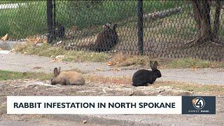 Rabbit infestation in North Spokane