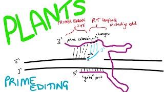 Prime editing in plants; modifying genes in rice and wheat