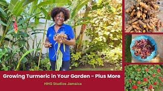 Growing Turmeric in Your Garden Plus More