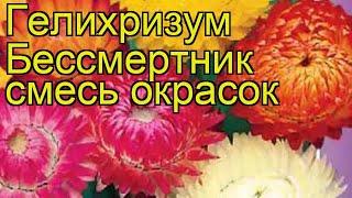 Гелихризум Бессмертник смесь окрасок. Краткий обзор, описание характеристик, где купить семена