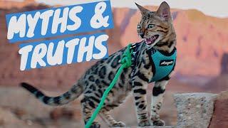 BENGAL CAT myths VS facts - After having a Bengal Kitten for 4 months