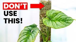 10 Philodendron Care Tips You NEED To Know