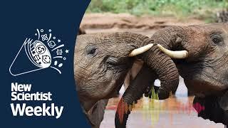 How elephants have names for each other | New Scientist Weekly podcast 254