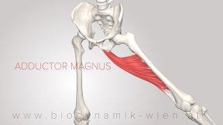 Adductor Magnus 3D Animation 4k