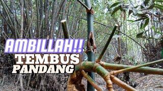 MILIKI MEDIA BAMBU INI,, TEMBUS PANDANG!!! MAKMUR,DERAJAT TERANGKAT!!!