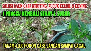 Cara Mengatasi Daun Cabe Keritng Tumbuh Kerdil  Sembuh Dalam  1 Minggu Tanaman Kembali sehat & subur