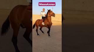 КУРИБ ТУРГАН БАРЧАГА НАСИБ КИЛСИН Чемпион#отлар#лошад#horses