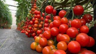 AMAZING Greenhouse CHERRY TOMATO Farming now in the Philippines