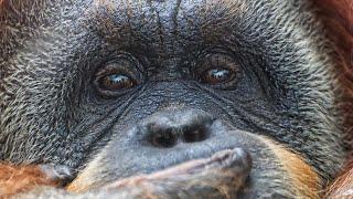 The Great Orangutan Project | The Great Projects