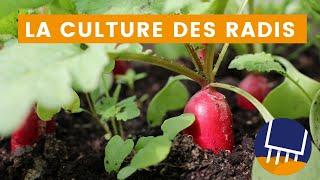 Comment cultiver des radis facilement : étapes simples pour une récolte abondante