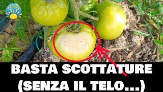 Basta SCOTTATURE su POMODORI e PEPERONI (soluzione SENZA il telo!) Prova pratica del CAOLINO!