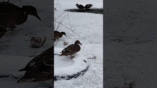 Харьков Салтовка январь 2024 Нутрии и утки. Kharkiv region 2024 of january. Nutria and ducks.