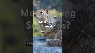 California Ground Squirrels: The Unexpected Vole Hunter! #squirrel #animalfacts #nature #curiosity