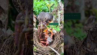 mother bird feeding babies #nature