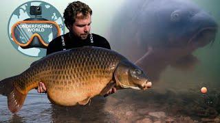 Underwater fishing for the 100 lbs common carp! (Lake Serene)