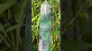 What is fluorite crystal good for?#greenfluoritecrystal #rainbowflourite #fluoritetower