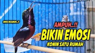 MASTERAN KOLIBRI NINJA GACOR FULL TONJOLAN MEWAH INI 99% COCOK BUAT PANCINGAN KONIN NEMBAK ISIAN