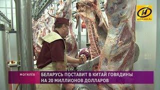 Беларусь поставит в Китай говядины на 20 миллионов долларов