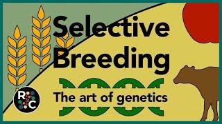 Selective Breeding | GCSE Biology