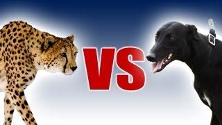 Cheetah vs Greyhound | World's Fastest Dog In Super Slow Motion | Slo Mo #29 | BBC Earth Explore