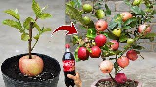 Strange ideas! how to propagated apple  with guava tree using these simple methods