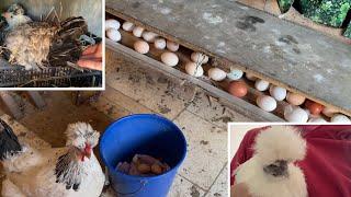КУРЫ НЕСУШКИ ЖИВУТ САМИ Опасные моменты у кур с цыплятами