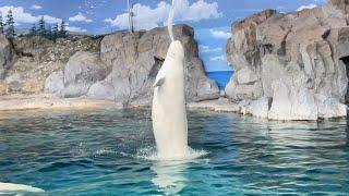 beluga water gun jump / delphinapterus leucas