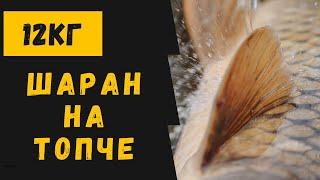 Риболов на шаран: 12 кг дивак на топче